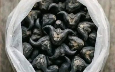 My neighbor gave me a bag of these.anyone know what they are How do you eat them….